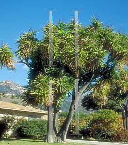 Picture of Yucca elephantipes 