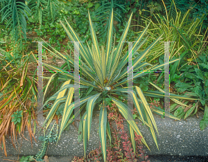 Picture of Yucca filamentosa 'Variegata'