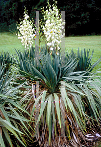 Picture of Yucca gloriosa 