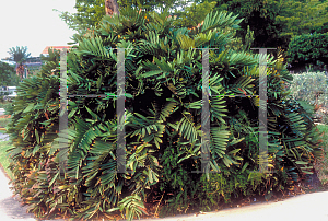 Picture of Zamia furfuracea 