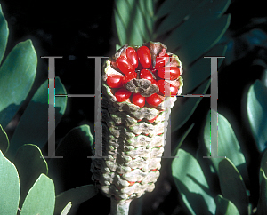 Picture of Zamia furfuracea 