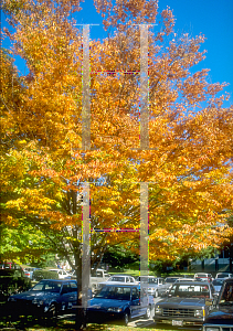 Picture of Zelkova serrata 