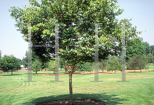 Picture of Zelkova serrata 'Halka'