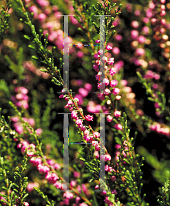 Picture of Calluna vulgaris 