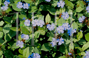 Picture of Ceratostigma plumbaginoides 