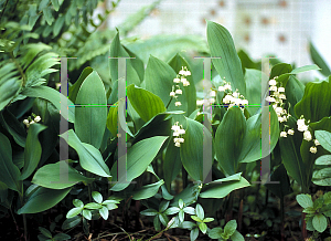 Picture of Convallaria majalis 