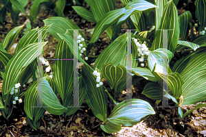Picture of Convallaria majalis 'Aureo-variegata'