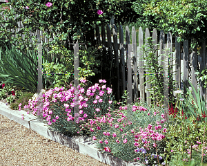 Picture of Dianthus plumarius 