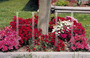 Picture of Dianthus plumarius 