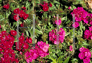 Picture of Dianthus plumarius 