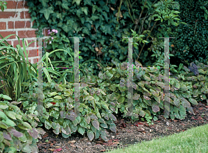 Picture of Epimedium grandiflorum 