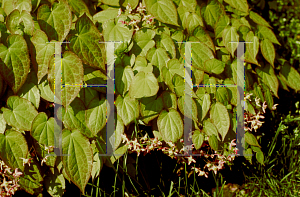 Picture of Epimedium grandiflorum 