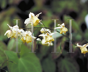 Picture of Epimedium grandiflorum 