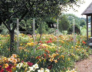 Picture of Hemerocallis  