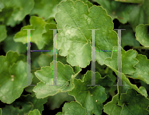 Picture of Heuchera sanguinea 