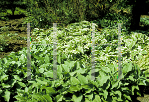 Picture of Hosta fortunei 