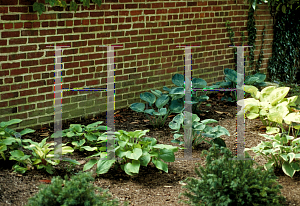 Picture of Hosta fortunei 