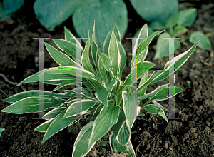 Picture of Hosta fortunei 