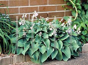 Picture of Hosta fortunei 