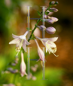 Picture of Hosta fortunei 