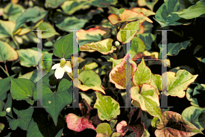 Picture of Houttuynia cordata 