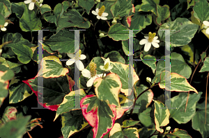 Picture of Houttuynia cordata 