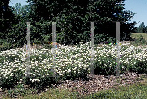 Picture of Iberis sempervirens 