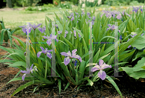 Picture of Iris cristata 