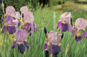 Picture of Iris germanica 