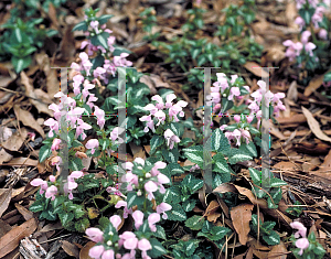 Picture of Lamium maculatum 