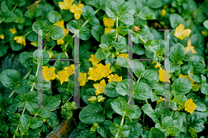 Picture of Lysimachia nummularia 