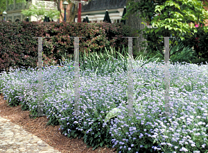 Picture of Myosotis scorpioides 