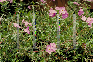 Picture of Phlox x procumbens 