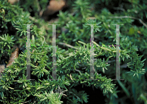 Picture of Phlox subulata 