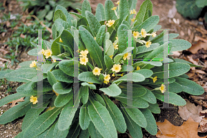 Picture of Primula vulgaris 