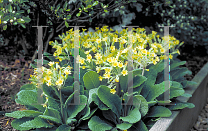 Picture of Primula vulgaris 