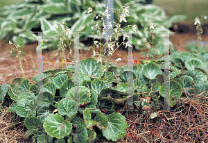 Picture of Saxifraga stolonifera 