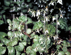 Picture of Saxifraga stolonifera 