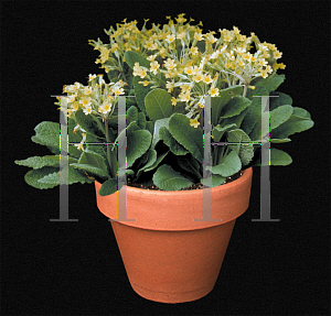 Picture of Primula vulgaris 