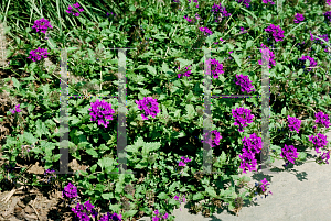 Picture of Verbena rigida 