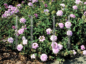 Picture of Verbena rigida 