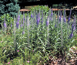 Picture of Veronica longifolia 