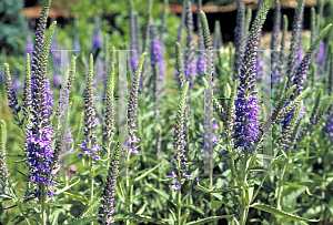 Picture of Veronica longifolia 