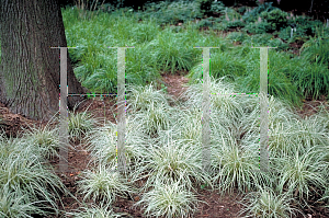 Picture of Carex spp. 