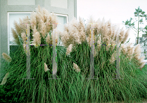 Picture of Cortaderia selloana 