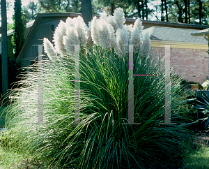 Picture of Cortaderia selloana 