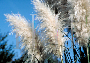 Picture of Cortaderia selloana 