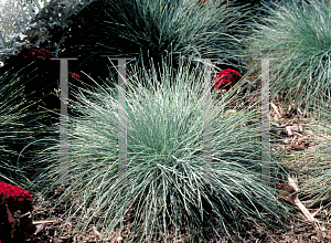 Picture of Festuca glauca 