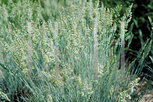 Picture of Festuca glauca 