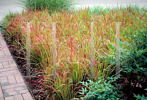 Picture of Imperata cylindrica 'Red Baron'